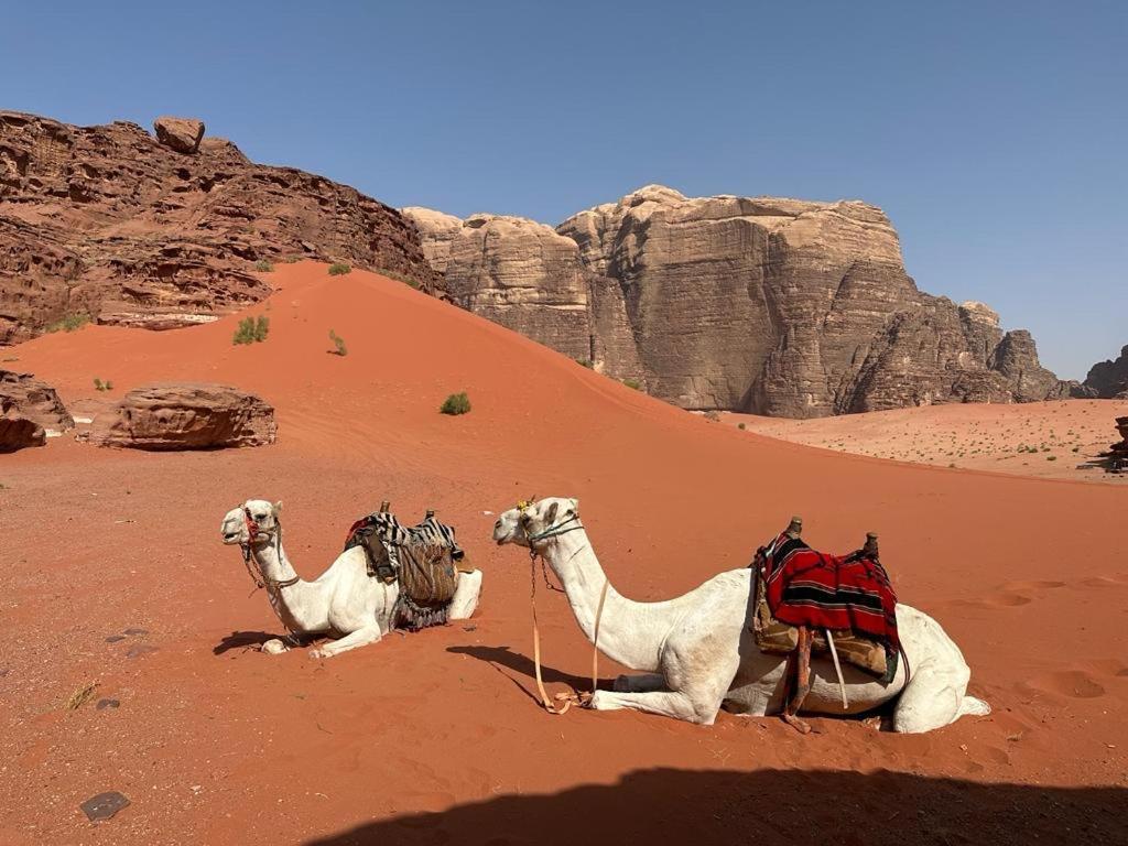 Bedouin Holidays Camp And Jeep Tours Hotel Wadi Rum Eksteriør billede